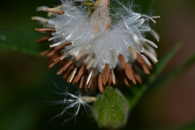 Sonchus oleraceus / Grespino comune